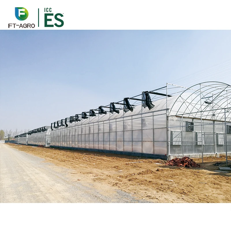 China Good Quality Multi-Span Film Hydroponic System Greenhouse for Strawberry Growing