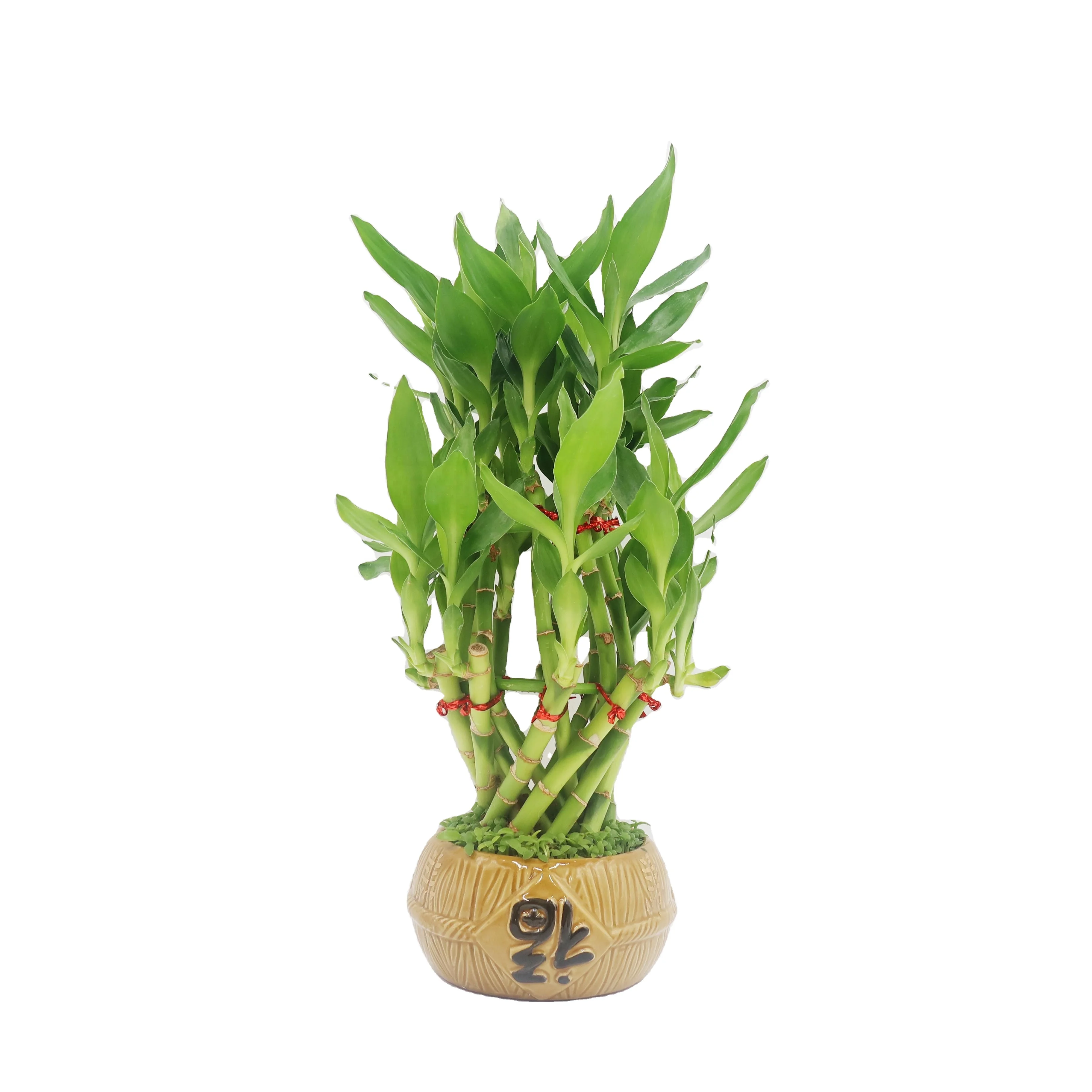 lucky bamboo plant indoor dracaena sanderiana bonsai with ceramic pot