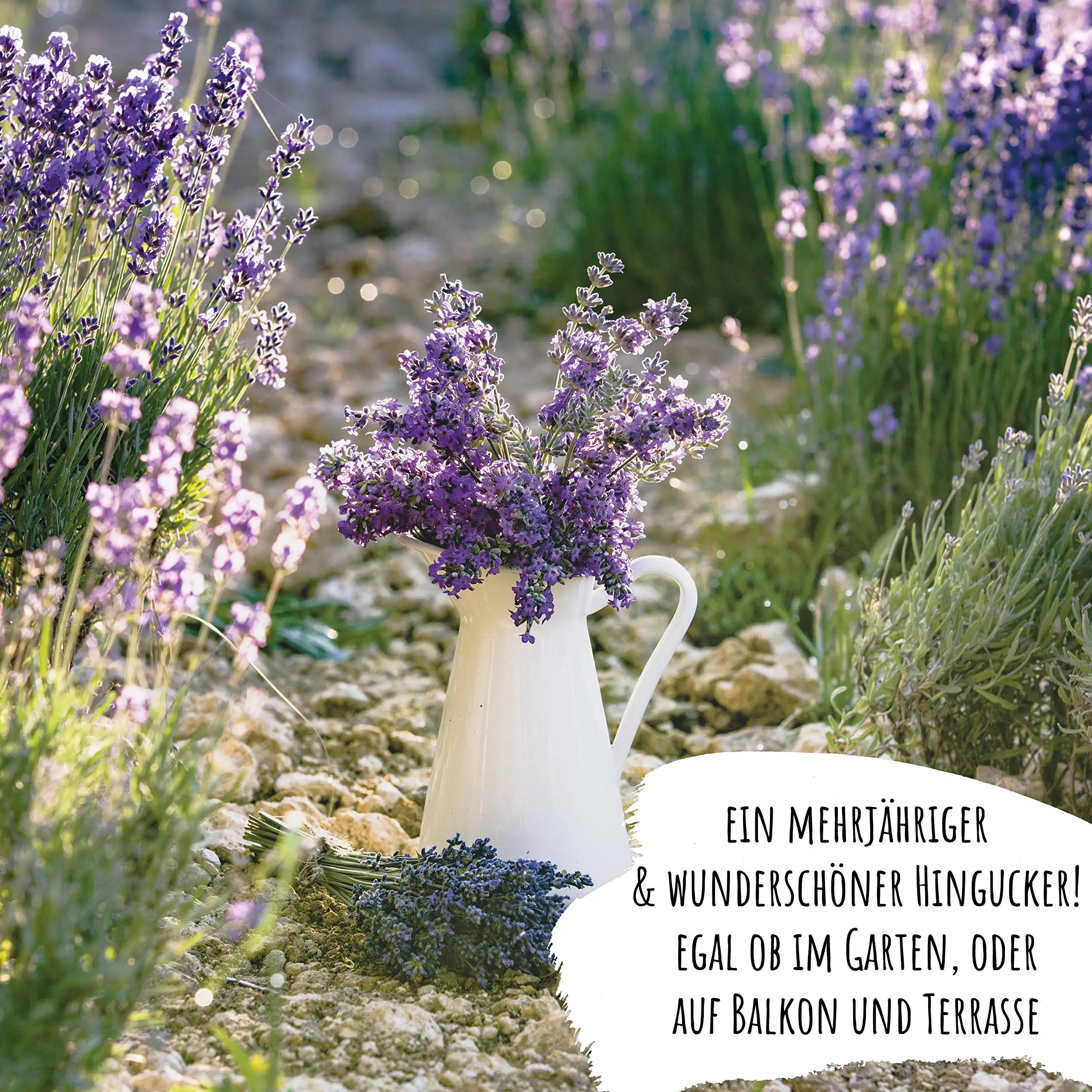 Wholesale Hot Sale Organic Premium Lavender for your Garden