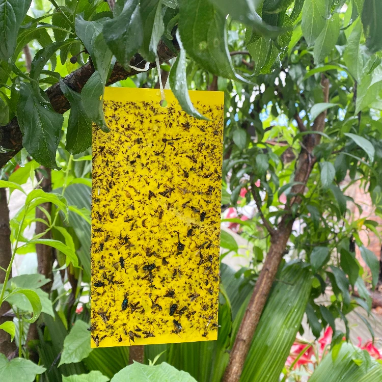20*10 cm Double-side Organic Gnat Trap  Sticky Insect Glue Monitor Waterproof Flying Insect Stickers for Field Farms