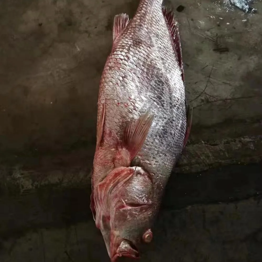 Frozen Brown Croaker Fish  Good Sale Indonesia Origin Seafood