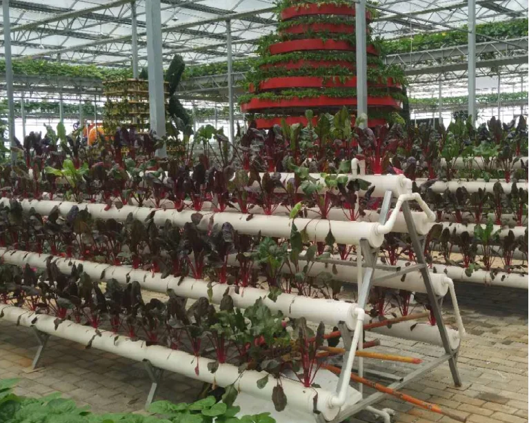 Hydroponic System Glass Greenhouse with Automatic Climate Control