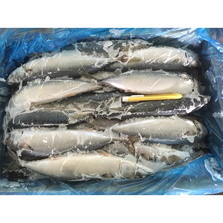 Good taste fresh frozen pacific mackerel fish 300-500g size on sale