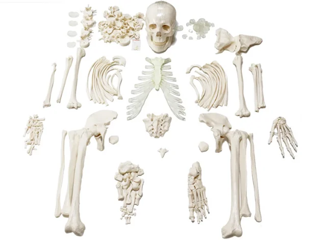 170CM Human Loosen Bone Model Life Size Whole Body Disarticulated Skeleton anatomy subject