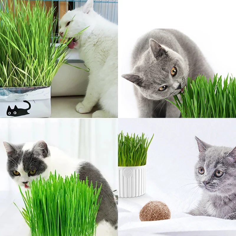 Cat Grass Seeds Grass Bag Cup Hot Sale High Quality Treats Bag Enriching Wheat Seed Pet Clean Teeth