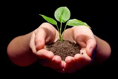 Soil Fertilizer Neem Cake Powder for Sales at Lowest Cost with NPK content 5:3:1 Neem Cake Powder and Pellet