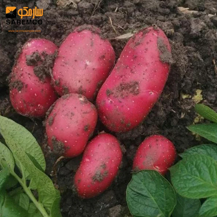 Fresh Asterix Potato | New Harvest from Pakistan