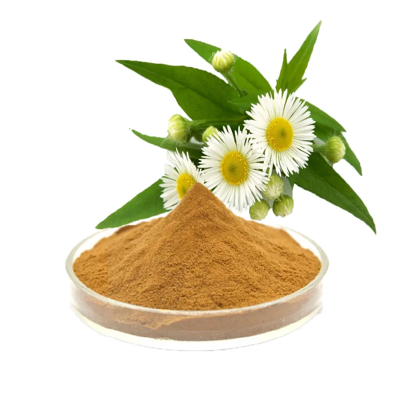 Supply pure wild chrysanthemum extract food grade wild chrysanthemum flower extract powder