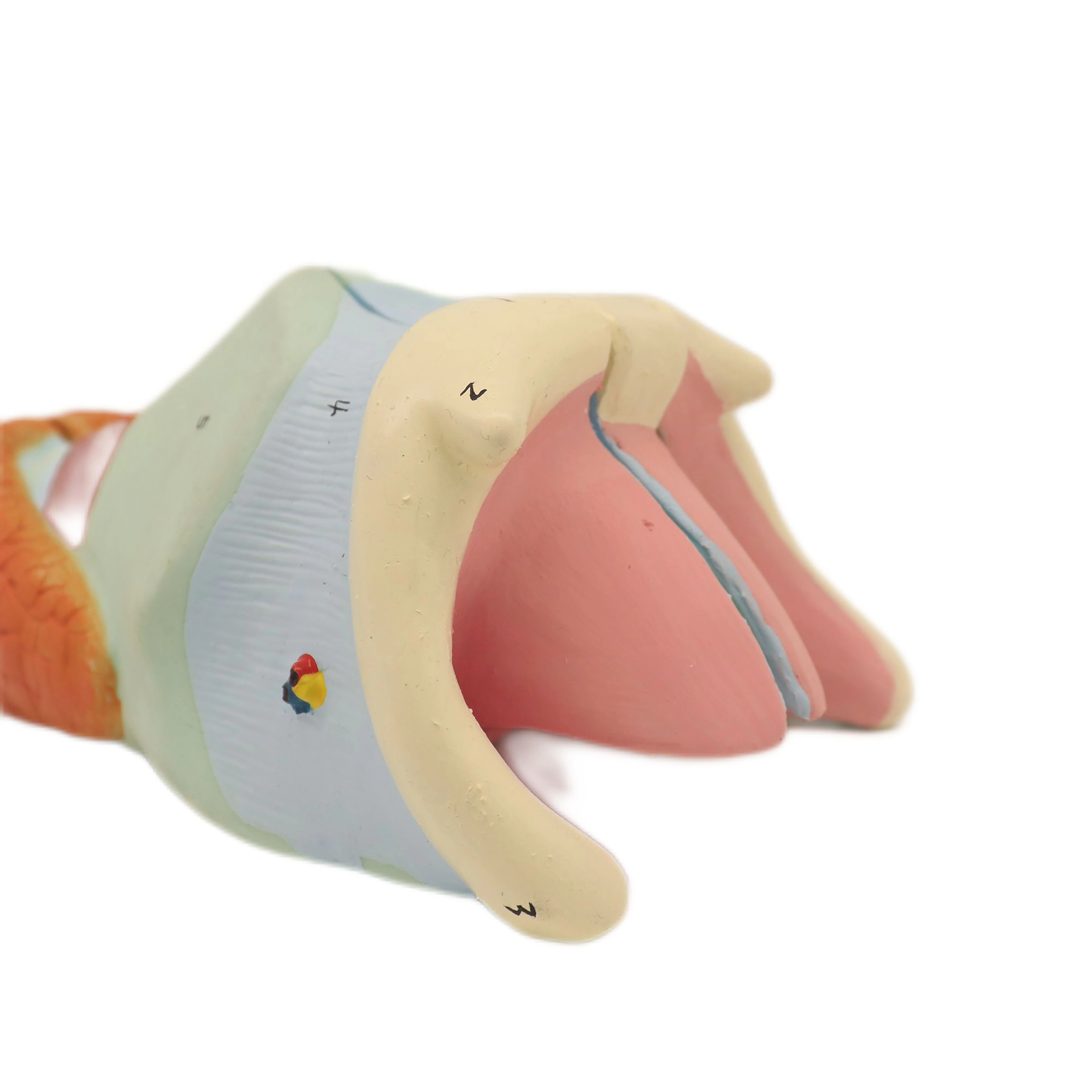 China Manufactory Middle and high school biology study Lung Segments Model