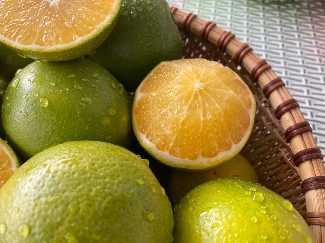 China Sweet Sand Sugar Oranges Mandarin Orange