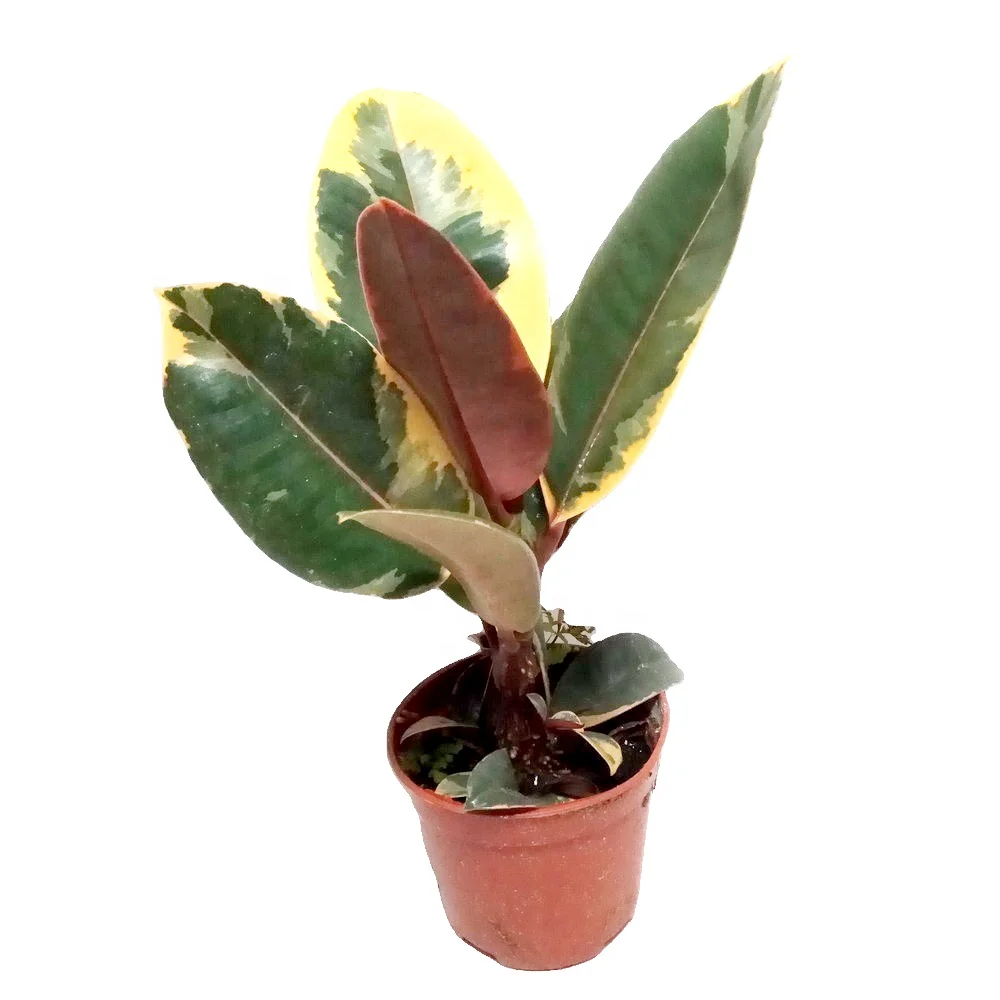live plant Ficus elastica hybrid Variegated Rubber Tree Plant for indoor decor