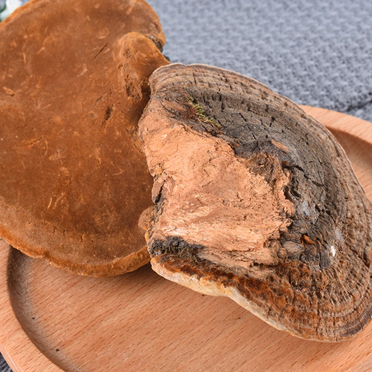 Sang Huang Bulk Dried Phellinus Linteus and Phellinus Igniarius Wild Mushrooms Single Spices & Herbs