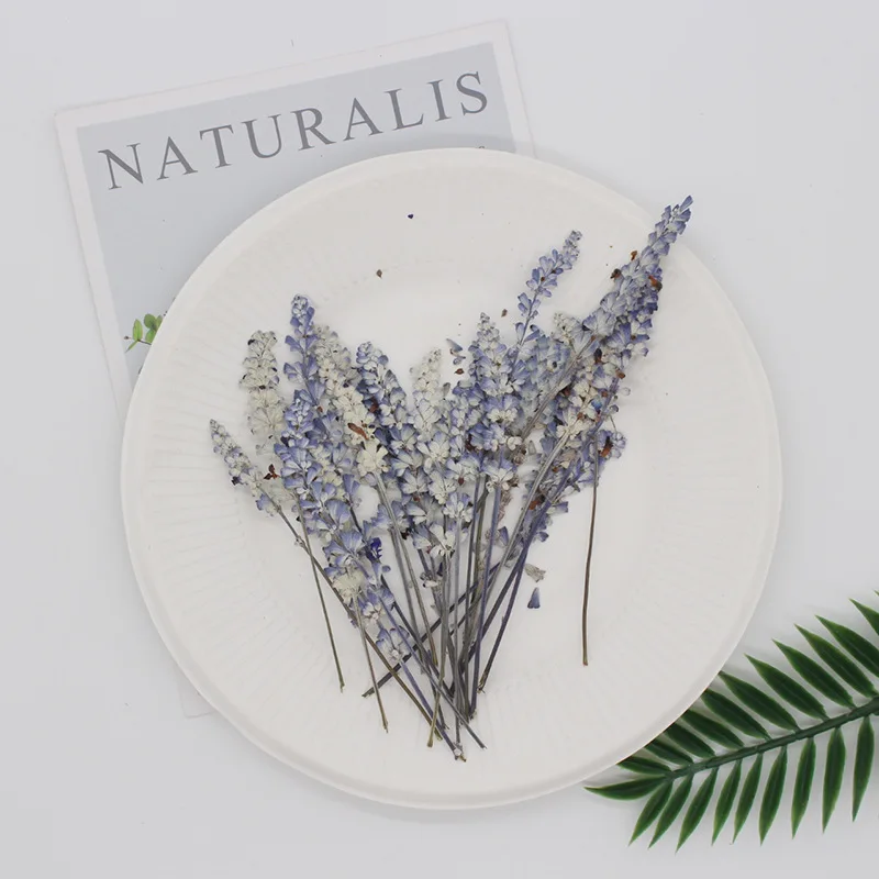 12pcs/pack Purple Dried Pressed Salvia Stem for Epoxy Resin Jewelry Crafts Candle