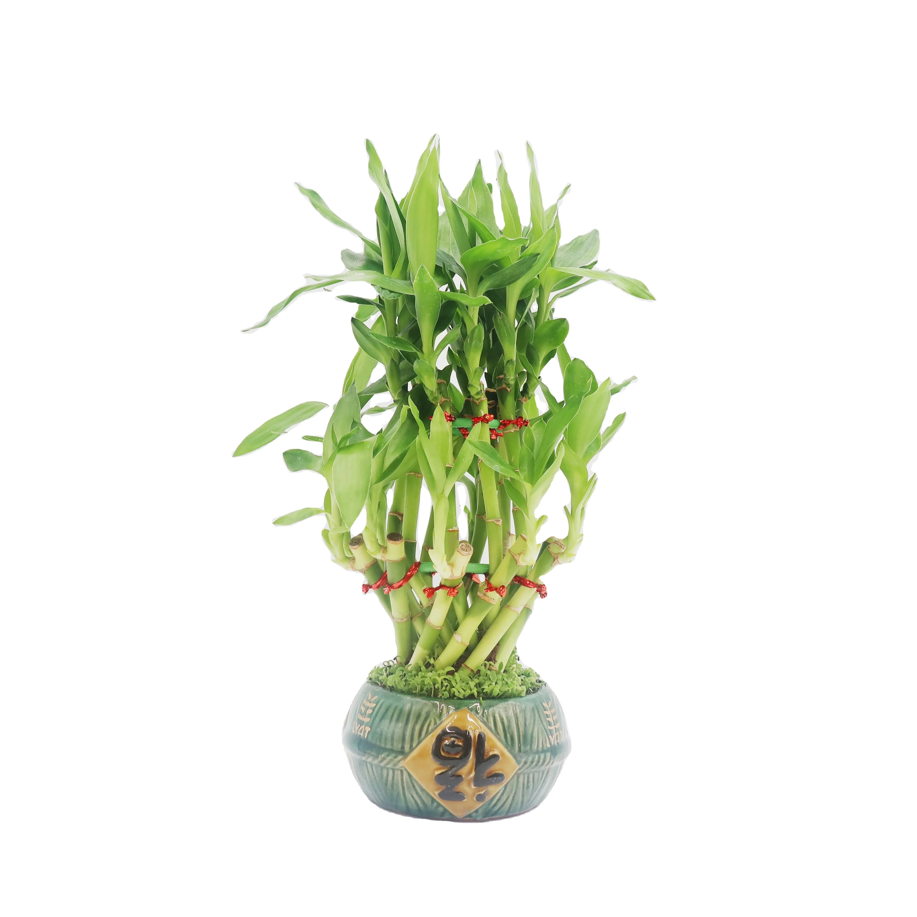 braided styles lucky bamboo ornamental plants dracaena sanderiana flower basket