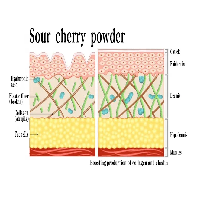 Custom Packaging Dried Fruit Cherry Powder Freeze Dried Sour Cherry Freeze Dried Fruit Powder