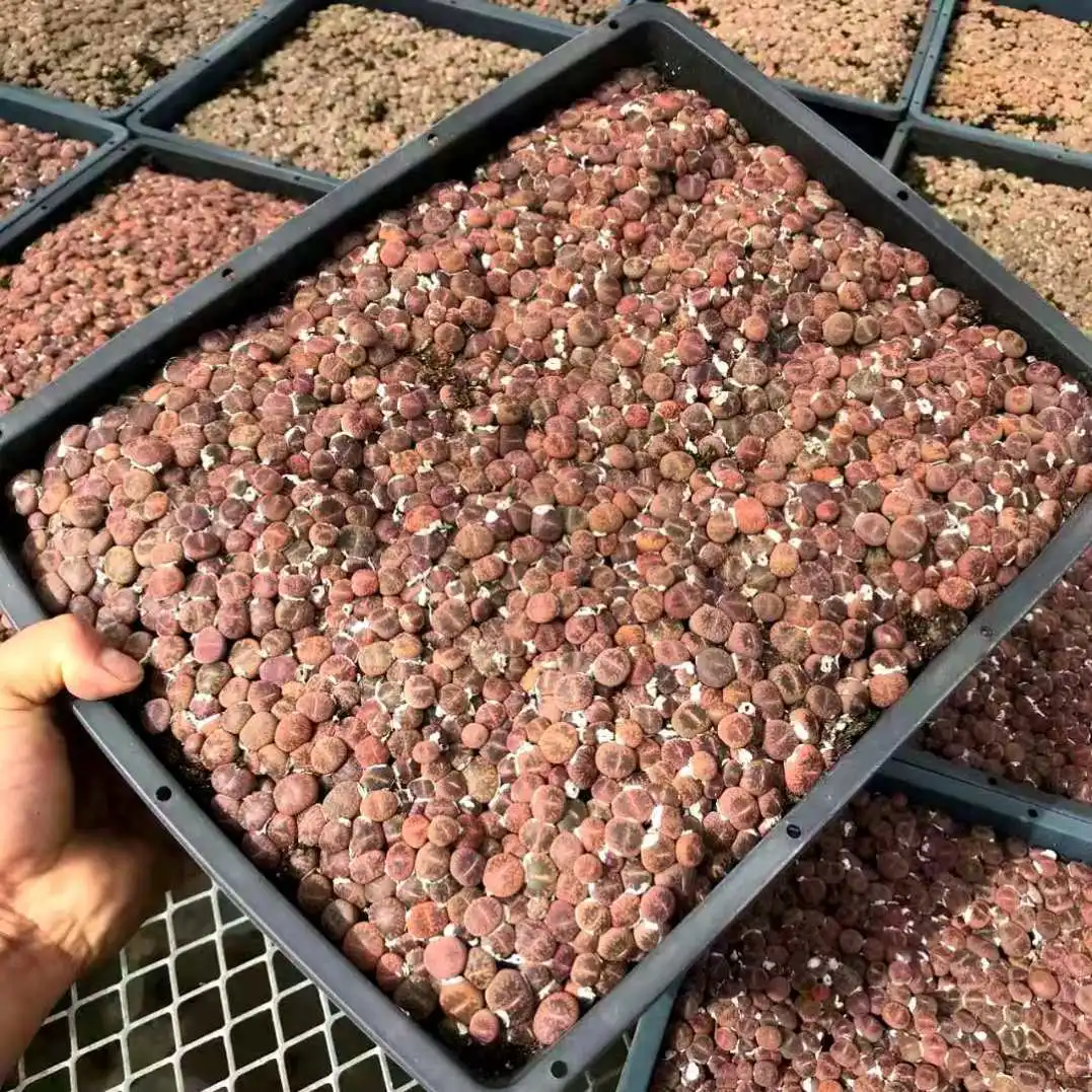 
Selling at a low price is 45 dollars per box Natural plants 