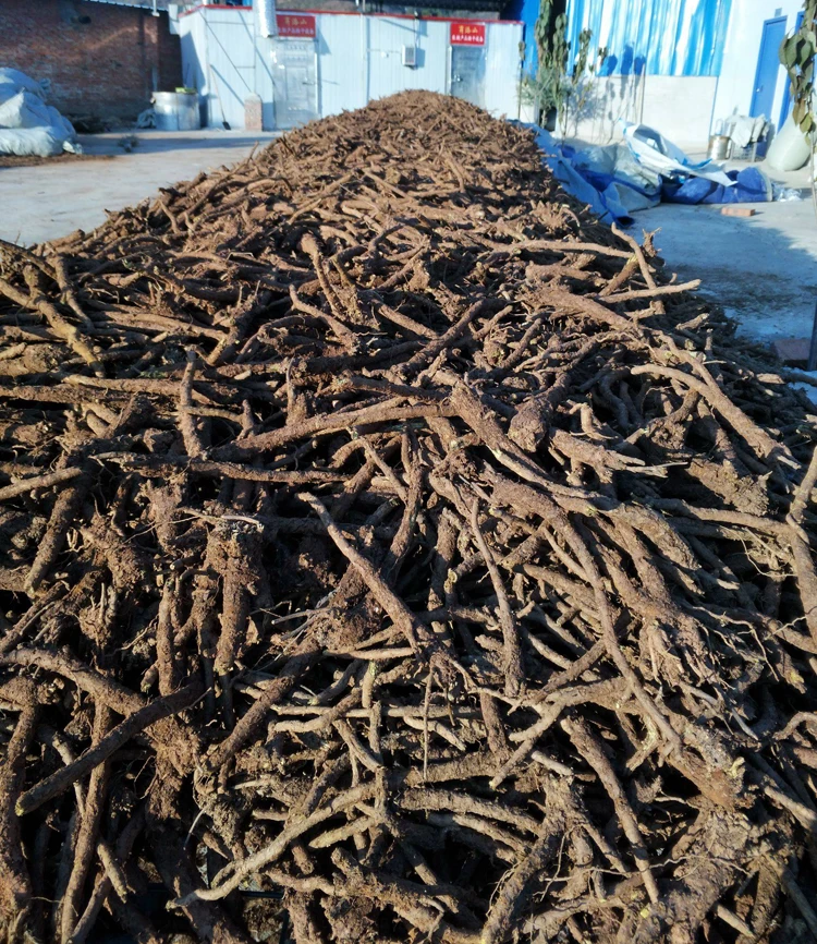 chinese dried skullcap herb raw herbs