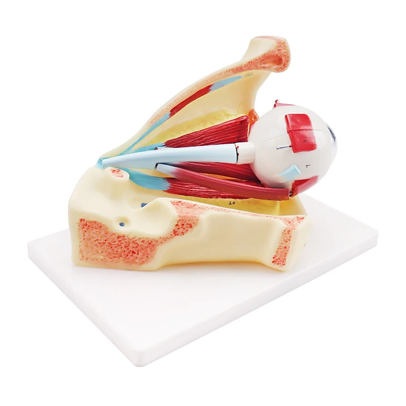 Medical Science Human Anatomical Simulation Structural PVC Eyeball Model Anatomical Model Eye Model