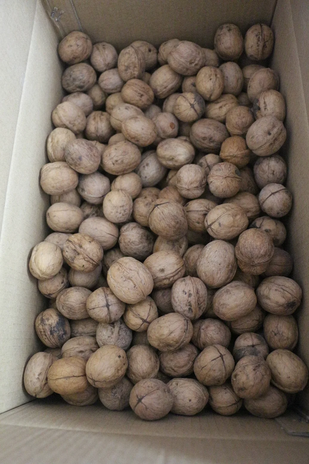 Xin 2 walnut wholesale price for Expoter and impoter