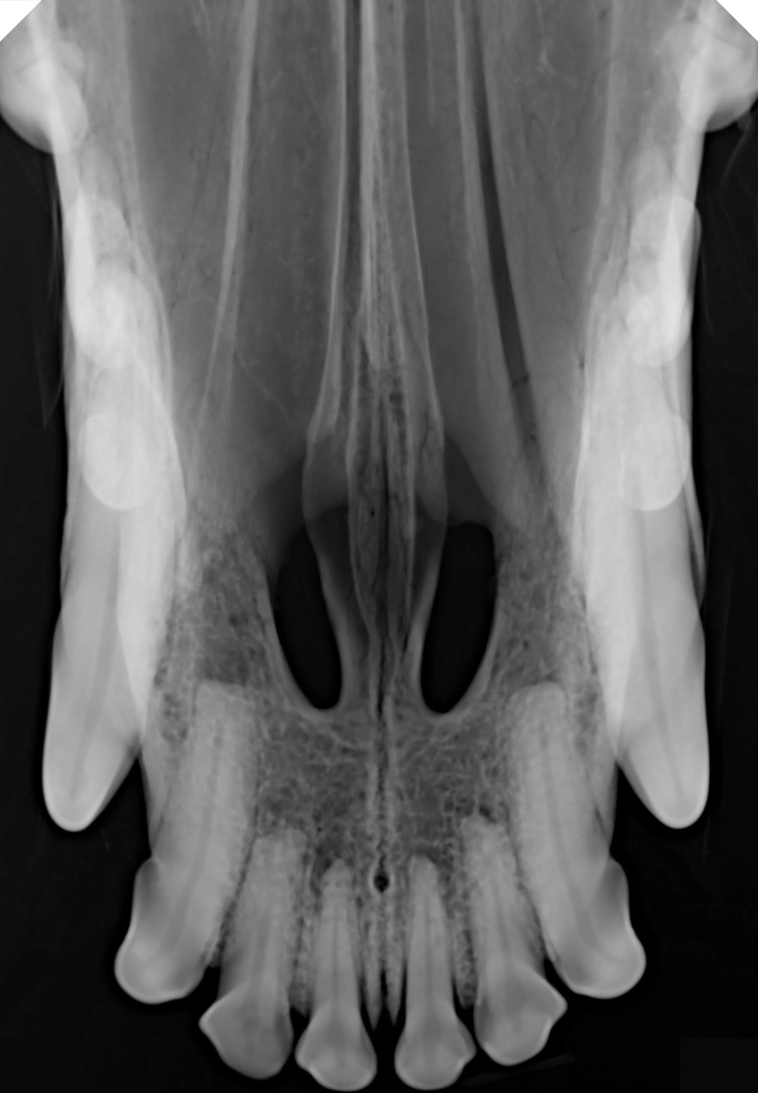 CE Approved Original HANDY Size 4 Dental X-Ray Sensor Large Size Veterinary Sensor for Medium and Large Dogs