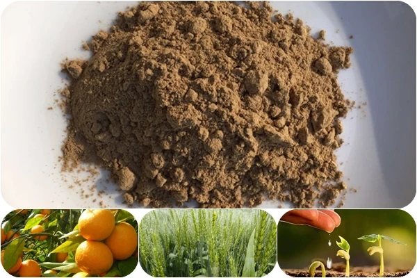 Корневища Bacillus megaterium улучшает урожайность и доход