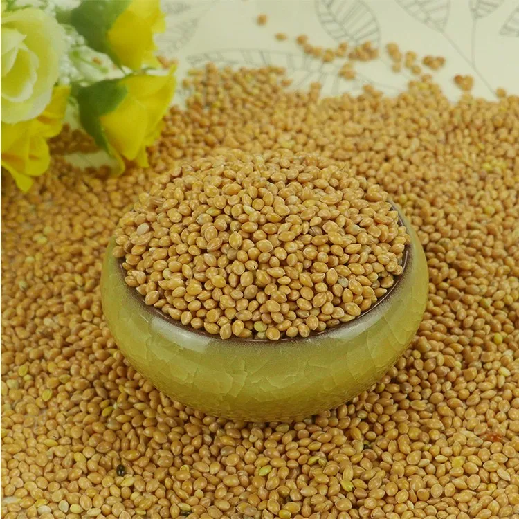 The new crop is native to Yellow Broomcorn Millet and which can be used as food for birds