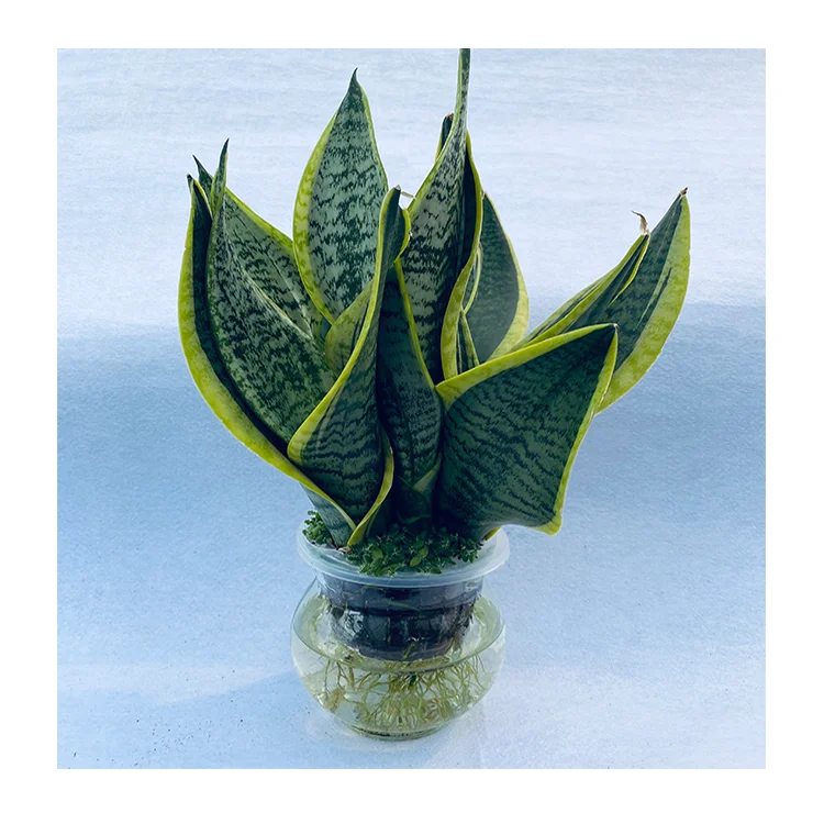 Прейн оптовая продажа бонсай растения комнатные растения сансевиерия trifasciata