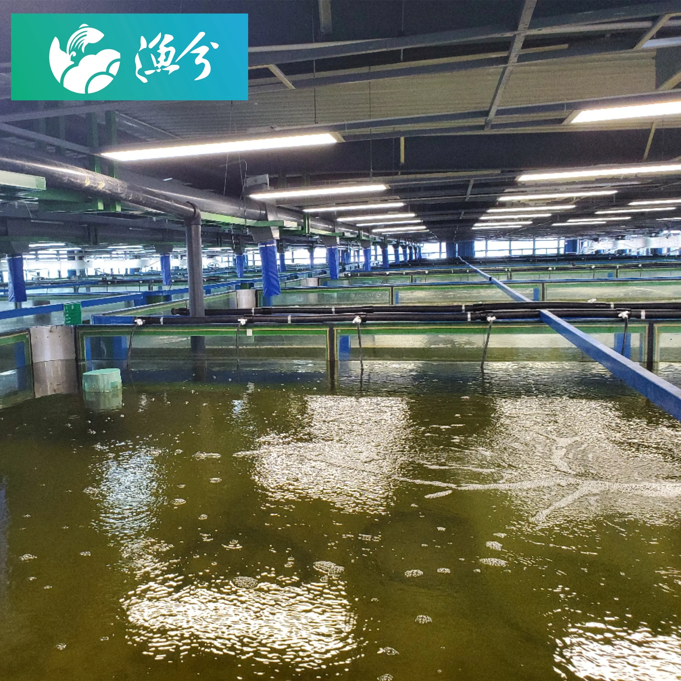 
Indoor fish farm / Intelligent Circulating Water Aquaculture Monitoring System 