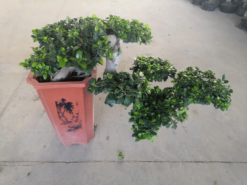 Banyan Tree Bonsai live bonsai tree