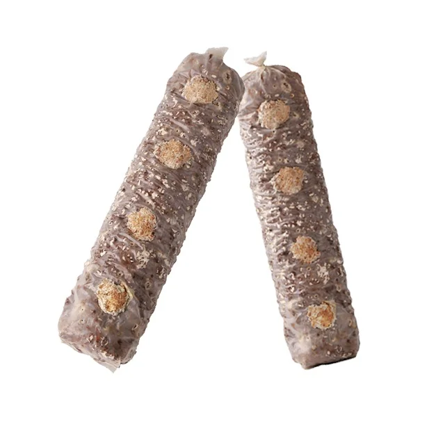 high yield premium mycelium champignon  spawn grow bags