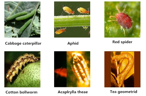 
Plant insecticide extract biopesticide oxymatrine / Matrine supplier 