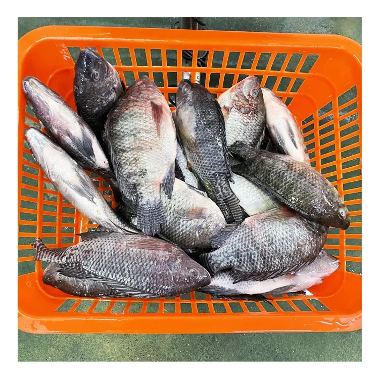 Frozen Nile Tilapia Whole Round Black Tilapia Fish Price per kg with Size 100-200 200-300 300-500 500-800 800gram
