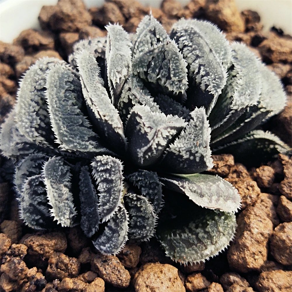 H167 haworthia Hyb Pygmaea «Снежный кролик» редкие суккуленты живое растение 3 дюйма горшок натуральные комнатное