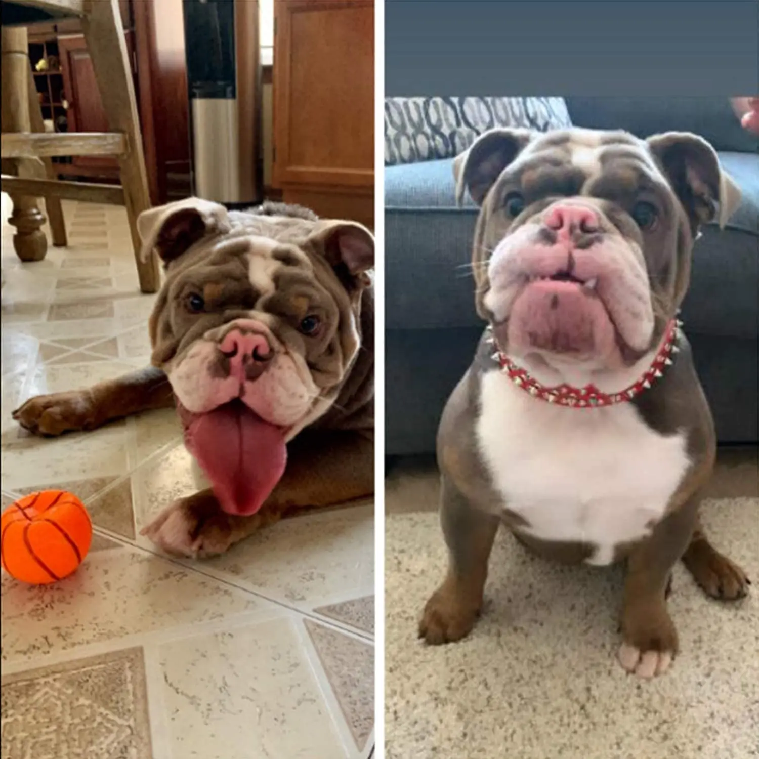 Durable Adjustable Luxury Leather Punk Rivet Spiked Studded Dog Collars For Dog Pet Collar