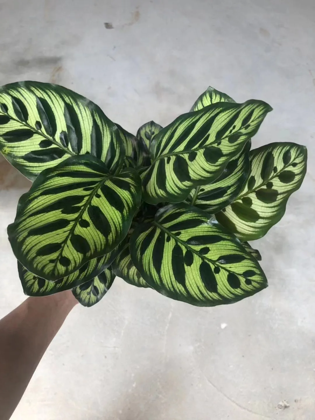  Оптовая продажа растения с калатеями Aglaonema живые комнатный бонсай деревянные