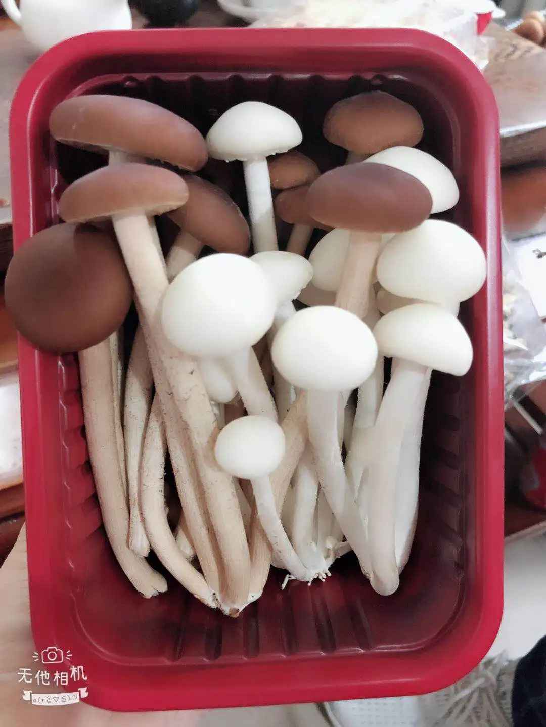 Detan Prices for Dry Royal Chestnut Wholesale Mushroom