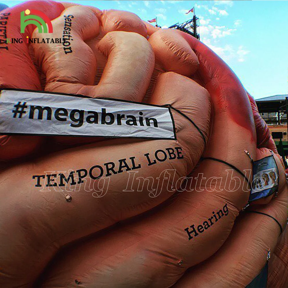 Medical Inflatables Brain Exhibit Human Organs Educational Models