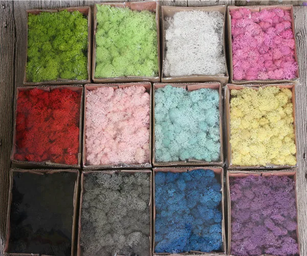 Multicolored Preserved Moss Wreath Natural Fresh DIY Home Decorative Plant Wall Beautiful for Graduation Gifts