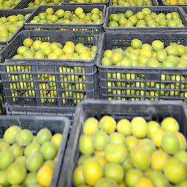 High Quality Fructus Momordicae Sweet Taste Momordica Grosvenori Monk Fruit