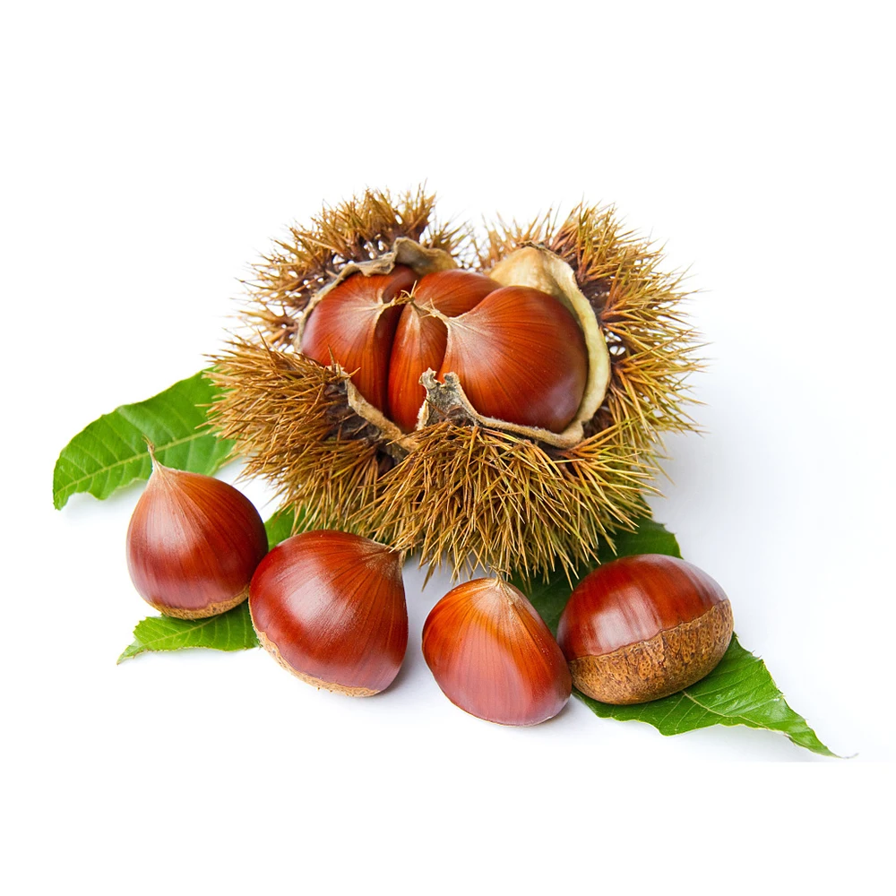Hot Sale China New Crop Fresh Chestnut