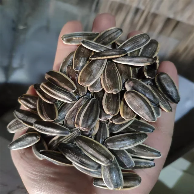 361 363 601 inner mongolia factory big size black color  sunflower seeds kernels
