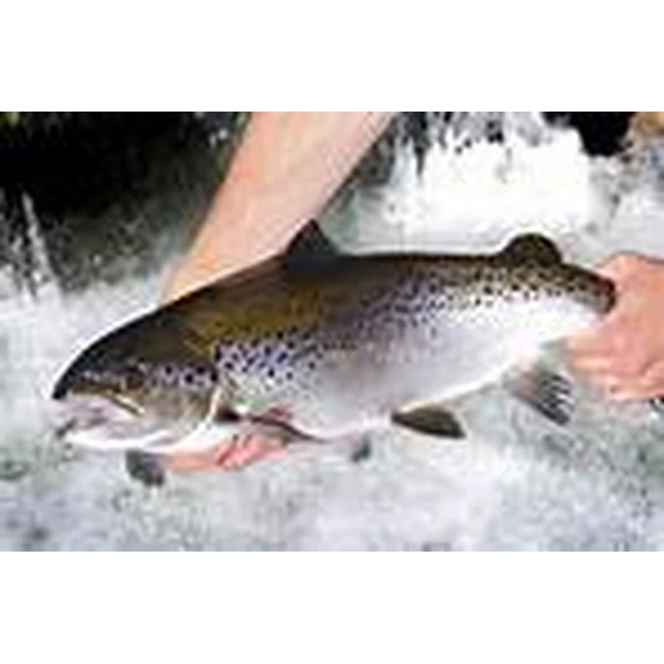 Farmed Atlantic Salmon