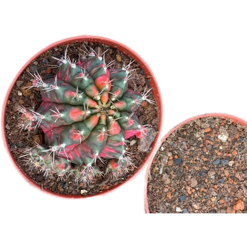 
New a kind of cactus Succulent potted plants wholesale large quantities in stock 