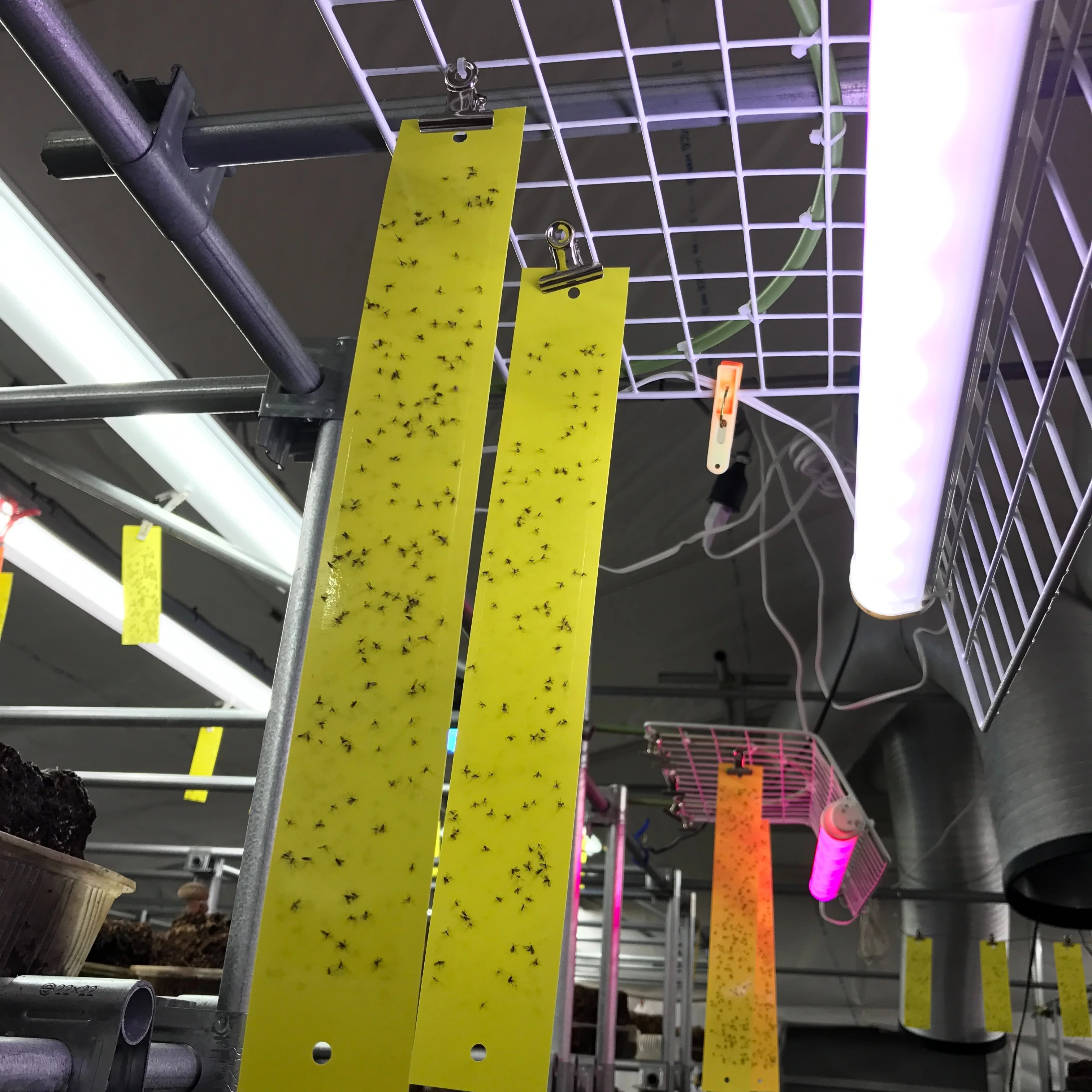 Fly trap glue paper with delicate and beautiful design for sale