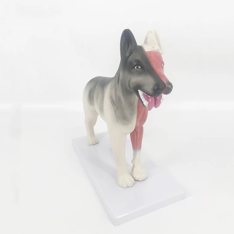 B026 dog anatomy model
