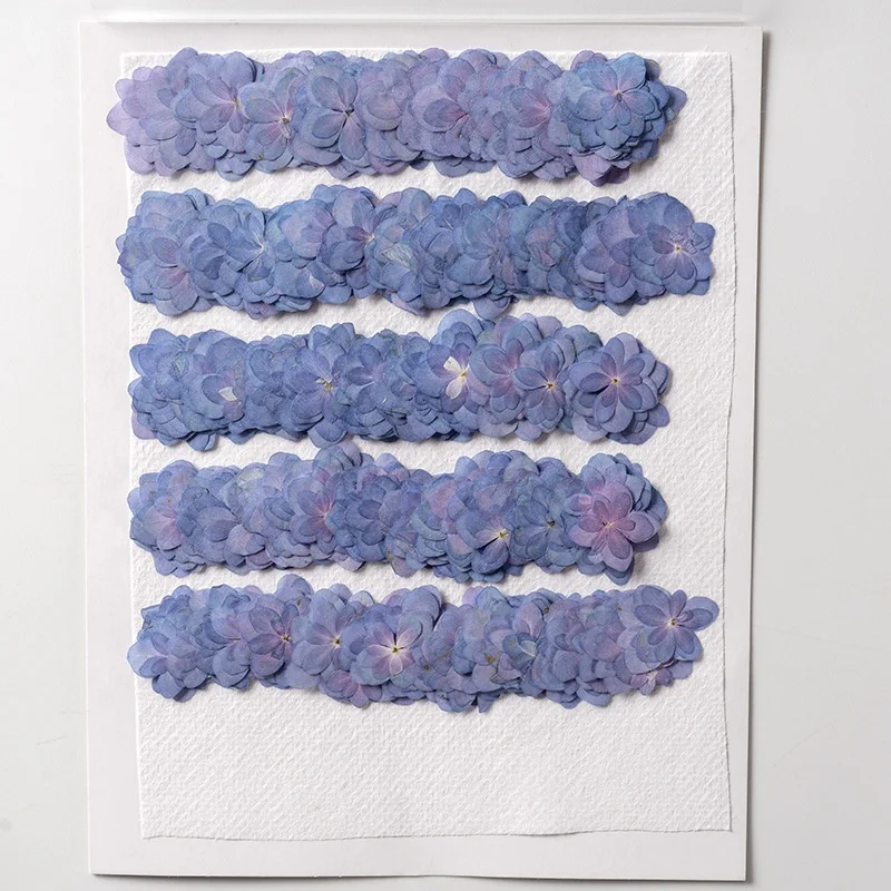 12pcs/pack Double Petal Hydrangea Card Making Supplies Resin Jewelry Natural Plant Eco-friendly Real Pressed Flower