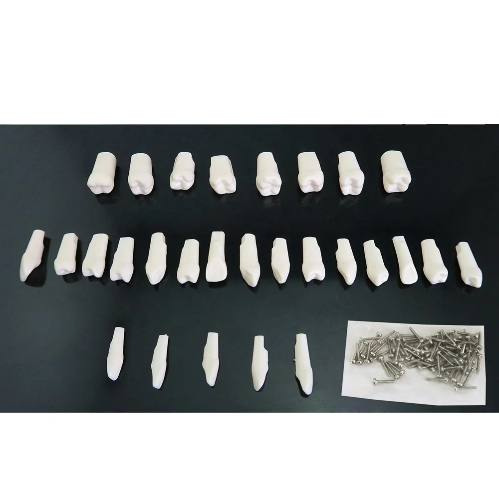 Dental Replace teeth Resin Simulation Tooth Standard Practice Screw-in Permanent Teeth Jaw Model