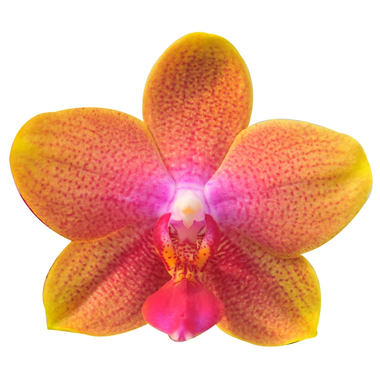 
tissue natural phalaenopsis live orchid plants 