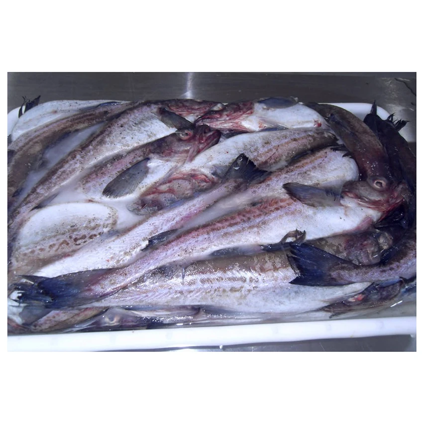 FROZEN POLLOCK W/R