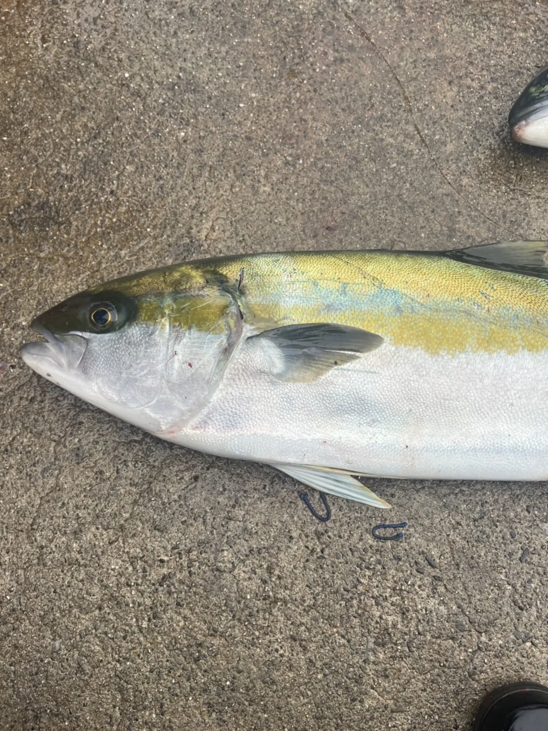 Aquaculture manufacture air freight contain Japanese seafood home package